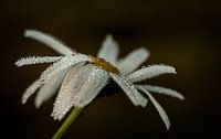 Morgentau auf einer Blume