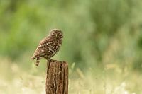 Uil op een Paaltje - Steenuil