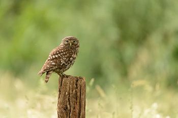 Uil op een Paaltje - Steenuil