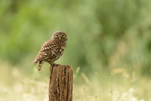 Chouette Chevêche - Hibou