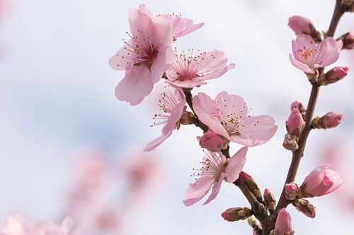 bloemen