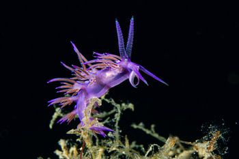 Violettes Juwel – Die Fadenschnecke Flabellina