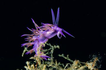 Purple jewel – thenudbranch Flabellina by MarPic