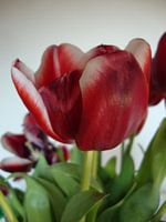 rood-witte tulpen