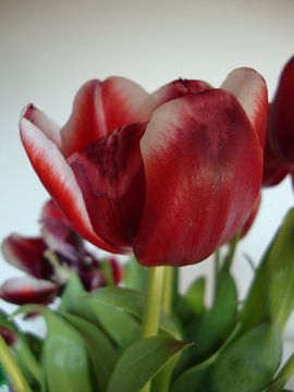 rood-witte tulpen van henry de haan