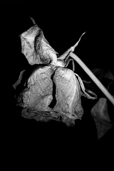 Getrocknete Rose in Schwarz und Weiß von Hanny Andela - Andelafotografie