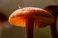 Mushroom by SusanneV thumbnail