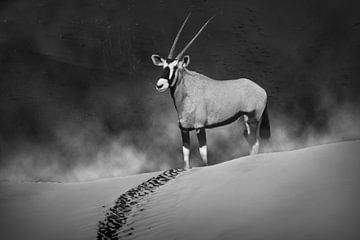 Oryx in de ochtendmist. Monochroom van Catalina Morales Gonzalez