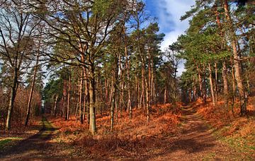 Bos panorama van Edgar Schermaul