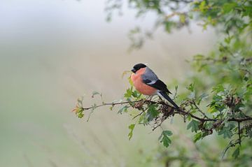 rose-red... Bullfinch *Pyrrhula pyrrhula* on its perch at the G by wunderbare Erde
