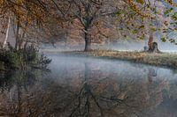 Boslandschap op landgoed Elswout (NL)