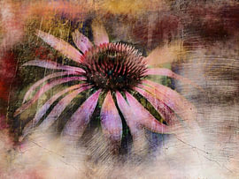 Träumerei mit Sonnenhut Echinacea von Claudia Gründler