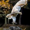 Die Schleiereule (Tyto alba) hebt in der Dämmerung ab von Nature in Stock