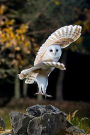 La chouette effraie (Tyto alba) s'envole au crépuscule