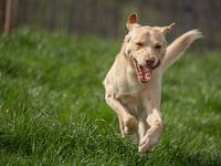 Playing with a Labrador-Australian Shepard in Jena