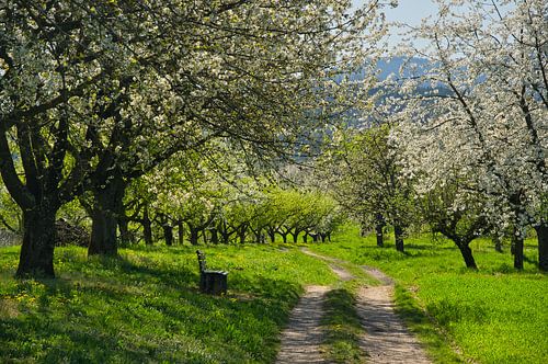 Kersenbloesem in de regio Ortenau