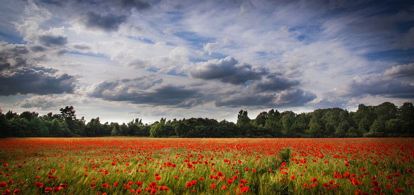 Rotes Meer von Mees van den Ekart