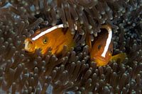 Stinktier-Anemonenfisch