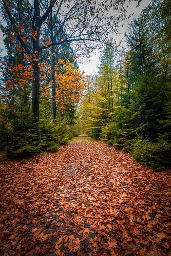 Intense herfstkleuren