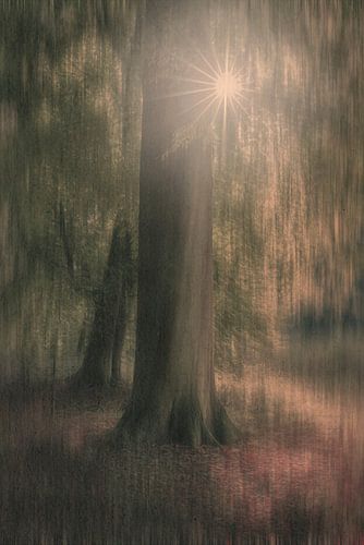 Symfonie van Licht en Tijd (Zonnestraal en de Verstilde Boomstam)