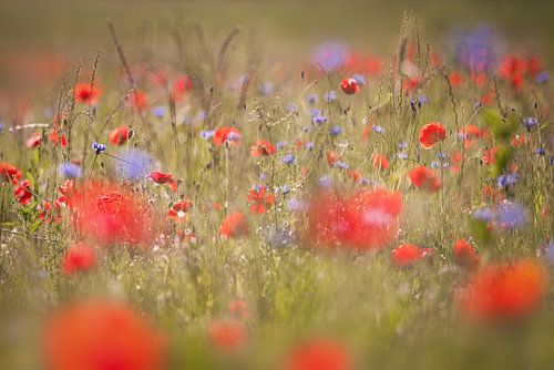 Le rouge rencontre le bleu - le coquelicot rencontre le bleuet