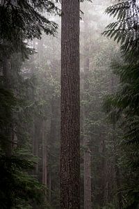 La vie dans les forêts