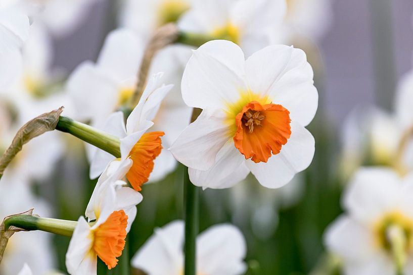 Gros plan sur un narcisse géranium aux fleurs blanches et oranges par Dieter Meyer