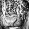 Le Highlander écossais en noir et blanc sur MAB Photgraphy