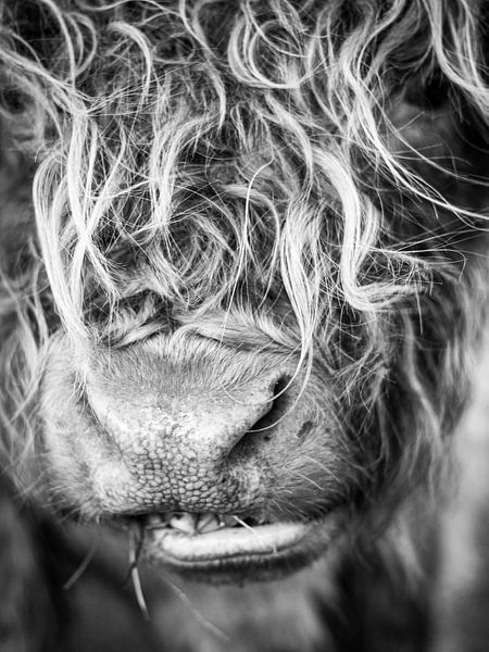 Schottischer Highlander schwarz-weiß von MAB Photgraphy