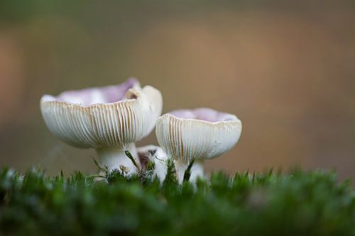 Stelletje in het bos