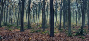 Ein nebliger Morgen im Wald. von Rudi Everaert