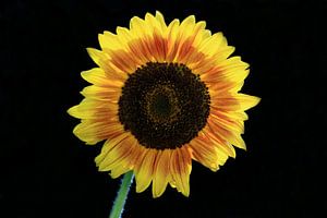 Sonnenblume von MSP Canvas