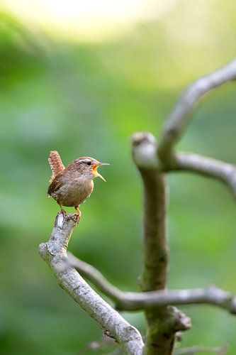 Zaunkönig (Troglodytes troglodytes)