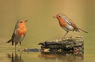Roodborst conversatie van Michel de Beer thumbnail