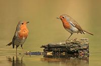 Roodborst conversatie
