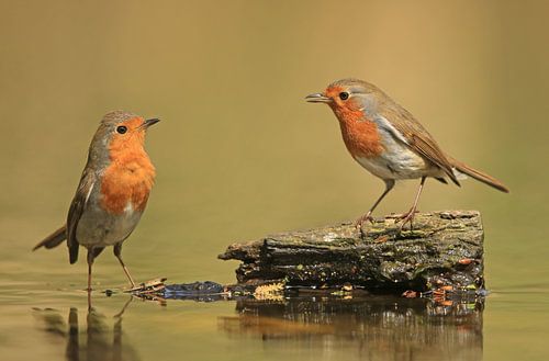 Conversation de Robins