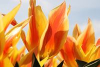 Tulp