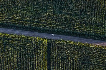 Dog running between corn fields by Hugo Braun