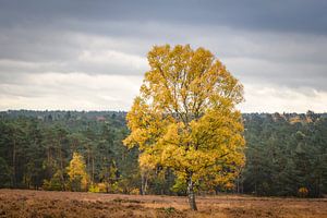 Birch tree on the moors  during autumn in the Loenermark