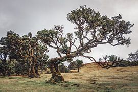 Bizarre Baumformen in Lagoa do Fanal I | Landschaft | Madeira von Daan Duvillier | Dsquared Photography