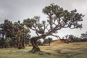 Bizarre Baumformen in Lagoa do Fanal I | Landschaft | Madeira