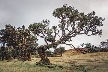 Bizarre tree shapes in Lagoa do Fanal I | Landscape | Madeira by Daan Duvillier | Dsquared Photography