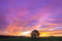yellow, purple and orange