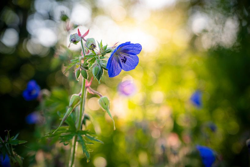 Blume in der Morgensonne von Alvin Aarnoutse