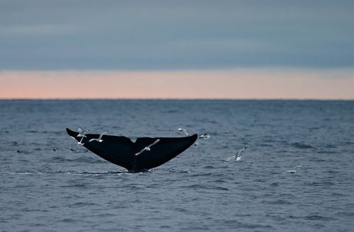 Der Schwanz des Blauwals