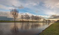 Rij kale bomen gereflecteerd in het water