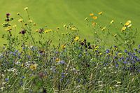 Wild flowers in the verge