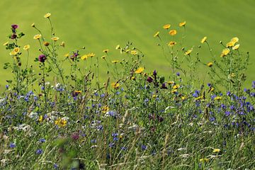 Fleurs sauvages sur l'accotement