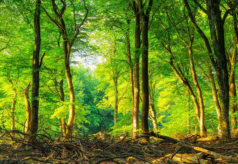 Rold Skov (Denemarken) van Marcel Kerdijk