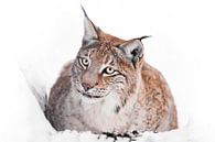 Een ironische lynx zit in de sneeuw en kijkt van Michael Semenov thumbnail